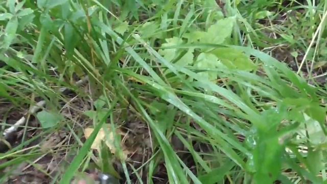 В лес по грибы. Часть 2. Охота на грузди / looking for milk mushrooms in the forest смотреть онлайн