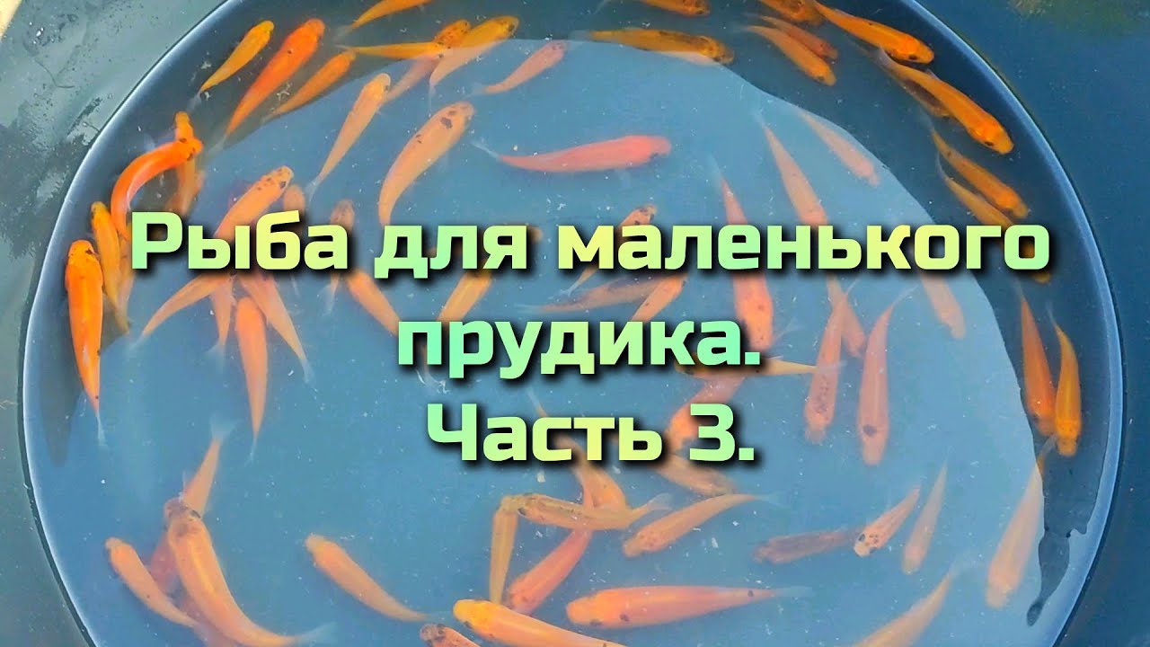 Рыба для маленького прудика  часть 3.                       Fish For A Small Pond  Part 3.