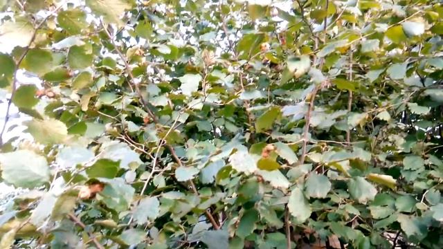 Фундук Рубин . О размножении, выращивании и плодоношении смотреть онлайн