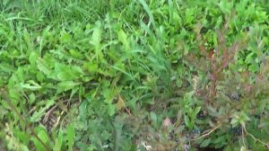 САДОВАЯ ЧЕРНИКА И ГОЛУБИКА