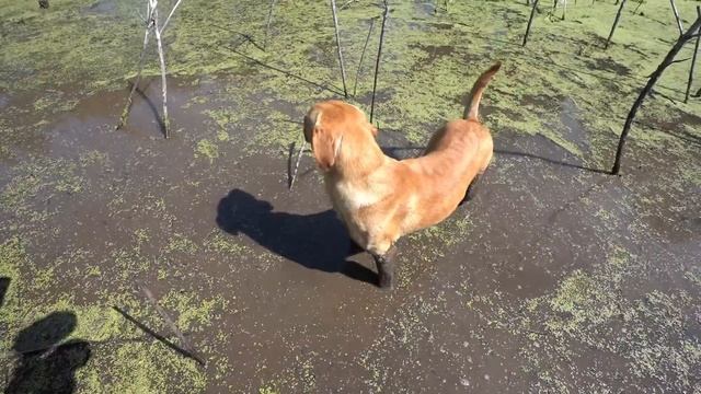Rippin The SHERP in My Timber Hole with the Farmer!! (Bad Idea??) смотреть онлайн
