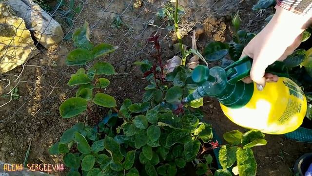 ВЕСЕННЯЯ ОБРАБОТКА КУСТОВ РОЗ И КЛУБНИКИ #РОЗЫ #КЛУБНИКА #ВЕСНА смотреть онлайн