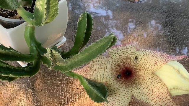 Stapelia gigantea a.k.a. Starfish Flower In Bloom смотреть онлайн