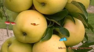 Яблоня колоновидная Медок (malus) ? яблоня Медок обзор: как сажать саженцы яблони Медок