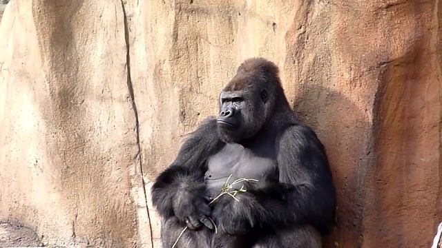 Горилла держит веточку и показывает средний палец смотреть онлайн