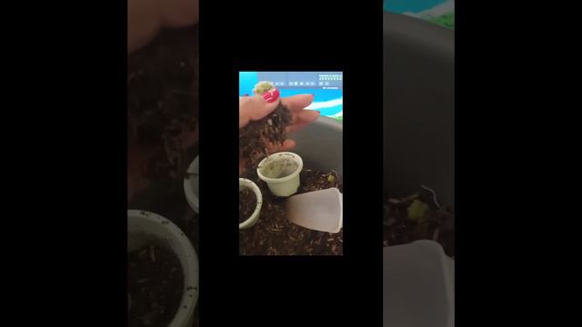 #short Sempervivum arachnoideum o suculenta tela de araña❤️❤️❤️ смотреть онлайн