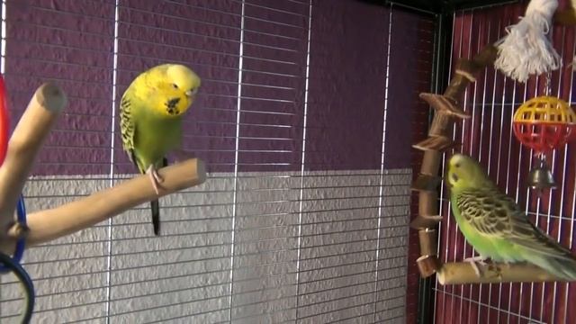 Как понять волнистого попугая | Попугай жалуется | Скандал в семье смотреть онлайн