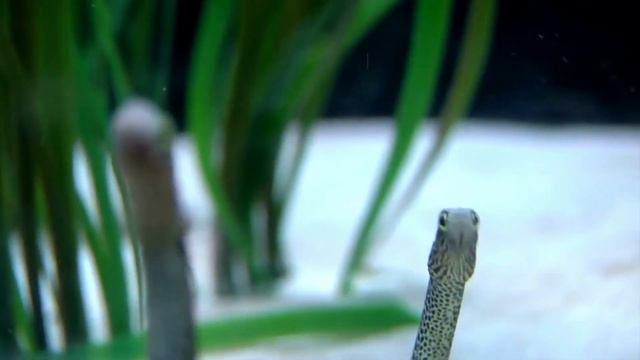 Sea Snake | Ocean | Reef | No Copyright Video | Free to use Stock Footage смотреть онлайн