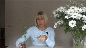 Лаурентия. Вы влюбитесь в эту нежность! Невероятный однолетник для кашпо