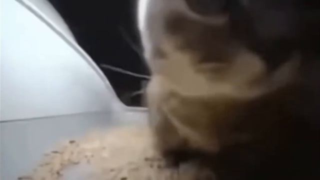 чипи чипи чапа чапа луви луви лава лава мем смотреть онлайн