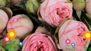 Роза чайно-гибридная Чарминг Пиано. Краткий обзор, описание характеристик rosa Charming Piano