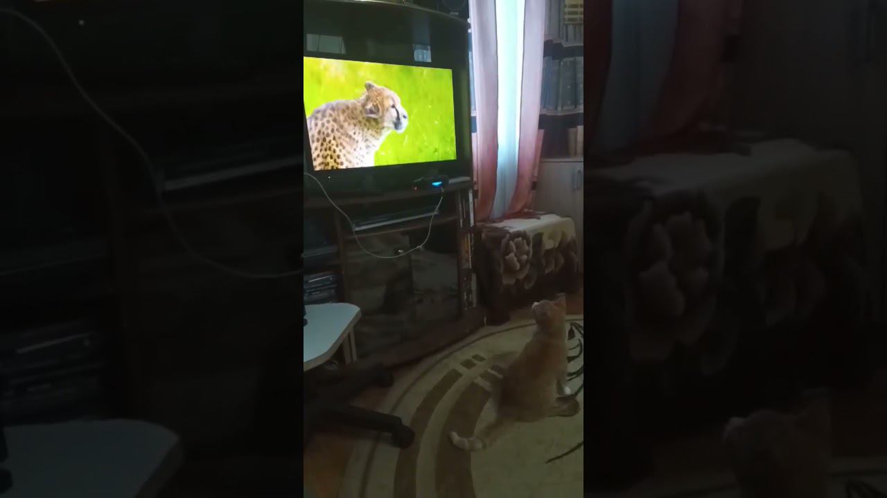 #Котыикотики #Котсмотриттв юмор#Крёстный#Родственники#ВМиреживотных#Батя #рекомендации #кот #shorts