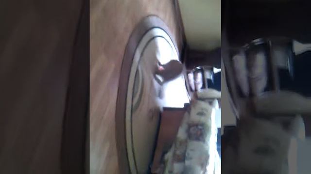 Мой адрес‚ и кошка хочет откусить мне руку смотреть онлайн