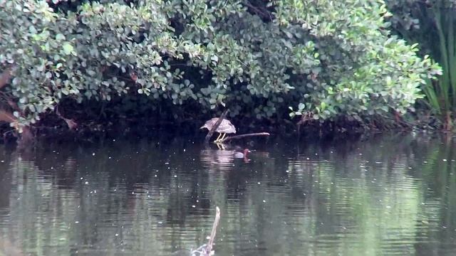 260X Zoom Test Canon Powershot SX 60 HS Tripod Rain Lluvia Birds Nycticorax nycticorax смотреть онлайн