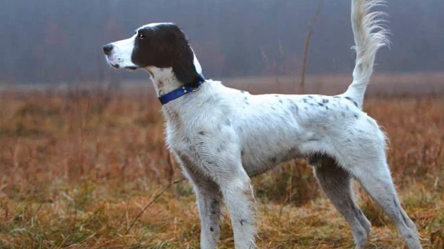 Все породы собак.Английский сеттер (English Setter) смотреть онлайн