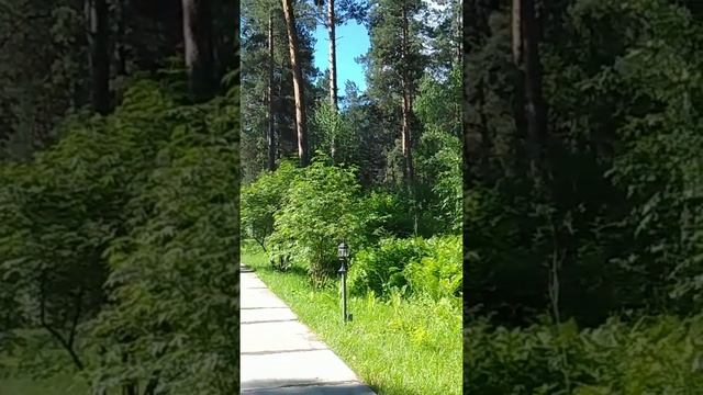 Пение птиц в Горном Алтае. смотреть онлайн