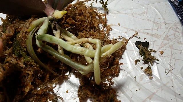 ПЕРЕСАДКА P.LIU'S SAKURA ''KF'' ДОЗИМЕТР,АКТИВИРОВАННЫЙ УГОЛЬ ИЛИ КОРИЦА смотреть онлайн