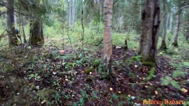 Белые грибы захватили лес.Сбор белых грибов сентябрь 2020г смотреть онлайн