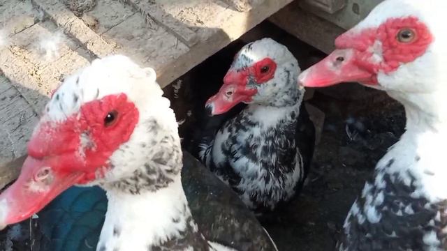 Утка уже сидит на яйцах, а другая тоже хочет. Сюрприз от Торпеды. Мускусные утки смотреть онлайн