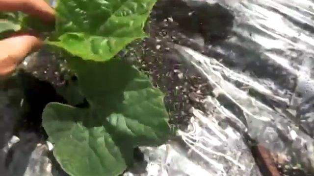 Мой огород - Дыни Арбузы Лагенарии (3) /My Garden - Melons Watermelons Lagenaria смотреть онлайн