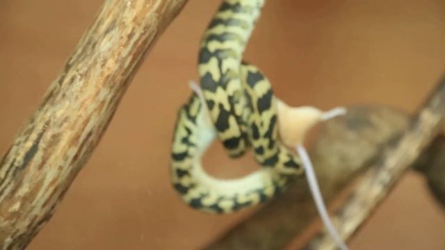 Схватка питона и крысы . Съел не слеза с ветки смотреть онлайн