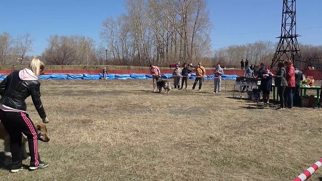 MOV 0658 Баской Зверь Чиатура CW  монопородная выставка  эксперт Яна Гаврилова