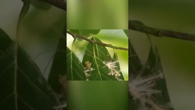 Птицы шьют гнездо из листьев. Что за птица? смотреть онлайн