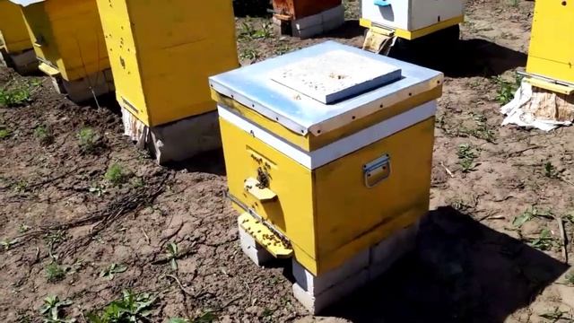 Облет молодой пчел. Развитие пасеки! смотреть онлайн