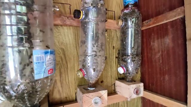 Нуклеус Джинн в пчелопавильоне. Сон в улье! Апидворец смотреть онлайн