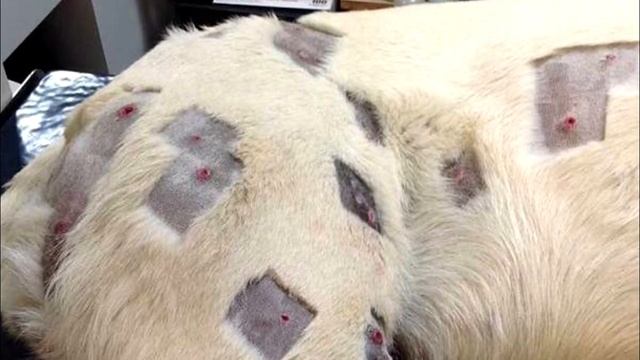 Хозяйка, увидев раны на собаке, сразу же вызвала полицию! смотреть онлайн