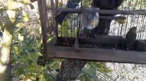 Ловля птиц на западок,чиж,синица,воробей.