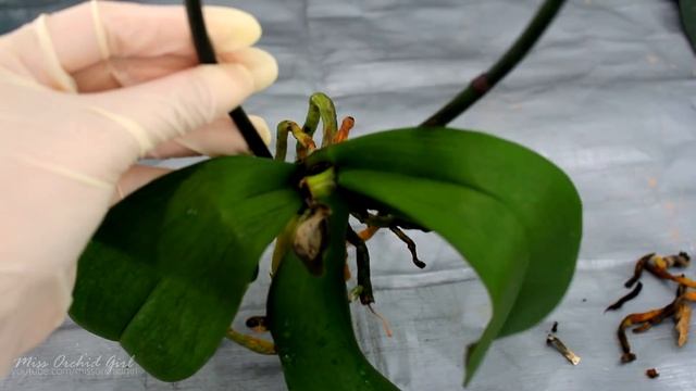 How to save Orchids from crown rot using non toxic substances (New 2022 Tutorial in Description!) смотреть онлайн