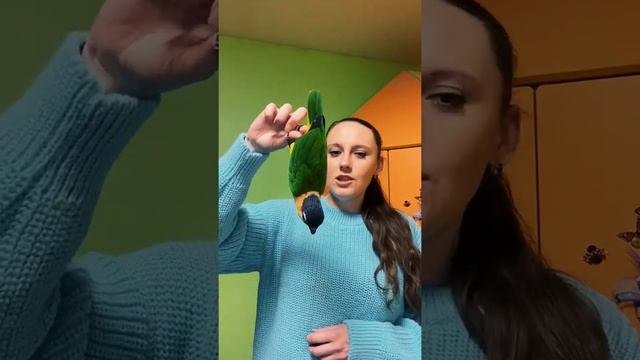 Завести попугая: что вас ждёт смотреть онлайн