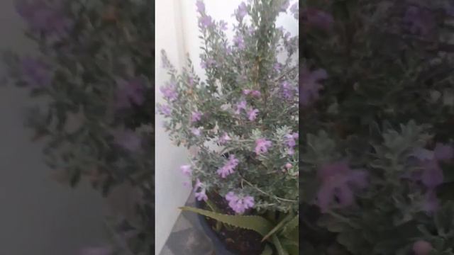 Verbena plants,smallest flower in my garden смотреть онлайн