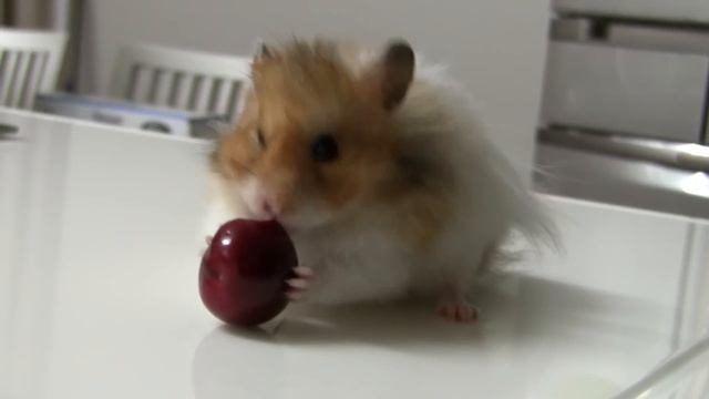 поедание черешни на скорость / MY Hamster смотреть онлайн