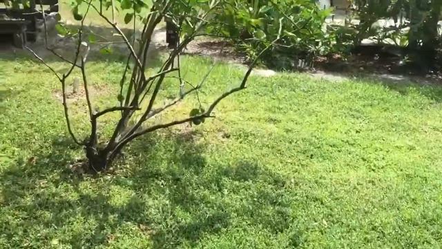 JoEy's DaiLy Vlog 0017: Black Widow Spiders Hatch & Plumeria Plants 🕷 смотреть онлайн