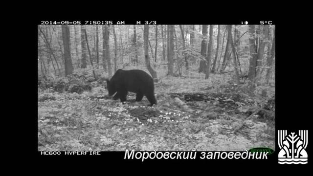 Медведи Мордовского заповедника смотреть онлайн