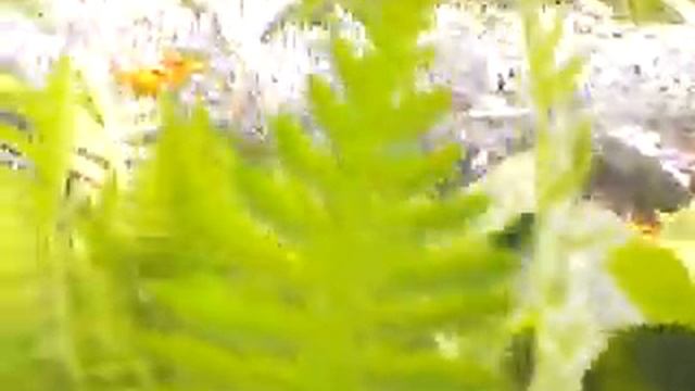 Желтый тысячелистник после обрезки соцветий, 30 августа смотреть онлайн