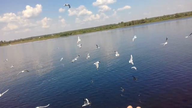 Видео: Пролетающие мимо корабля чайки смотреть онлайн