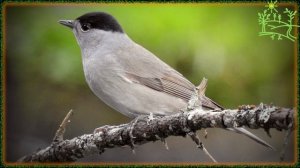 Голоса птиц Как поёт Славка черноголовка (Sylvia atricapilla).mp4