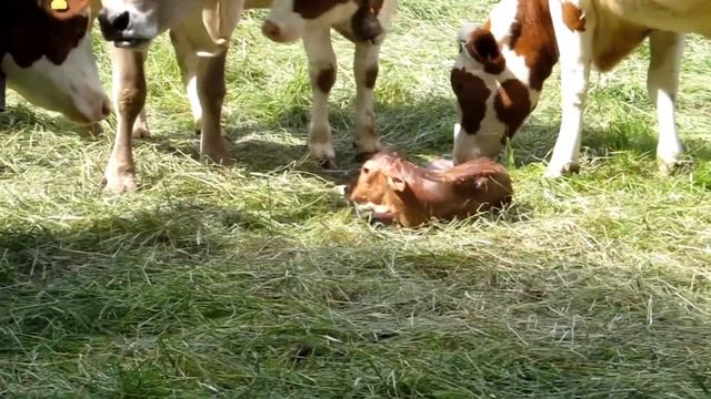 Роды у животных/Births animals смотреть онлайн