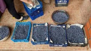 Выращивание черники дома. Посмотрите перед покупкой! Читаю инструкцию и показываю...