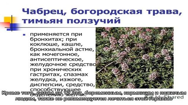 Душистая герань — лечебные свойства и противопоказания ароматного кустика с вашего подоконника смотреть онлайн
