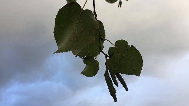 Italian Alder - Leaves & Catkins - November 2018