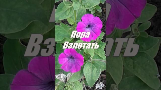 Пора взлетать... если у тебя есть крылья ;) смотреть онлайн