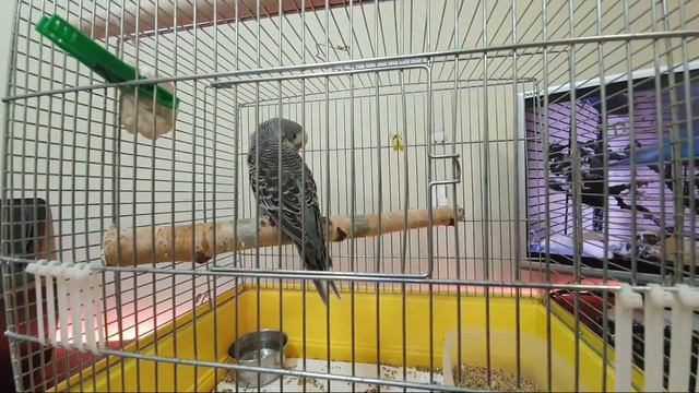 OnLine Ответы на вопросы о волнистых попугаях. Эфир 20.02.20 смотреть онлайн