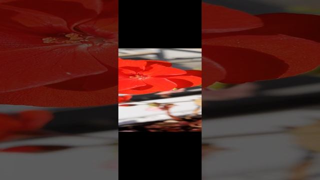 красные цветы