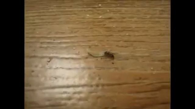 Приколы с муравьями