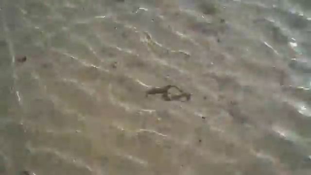 Spawoing Sandworms (Nereis virens) with Tidepool Tim of Gulf of Maine, Inc. смотреть онлайн