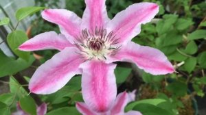 Подкормка клематисов с весны до осени